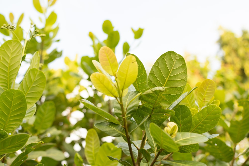 a close up of a tree with green leaves