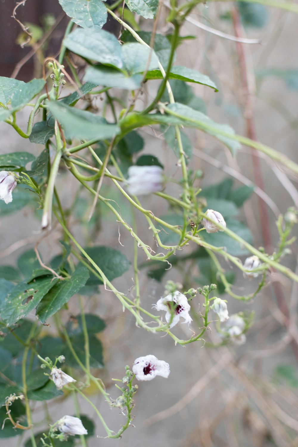 a plant with white flowers and green leaves