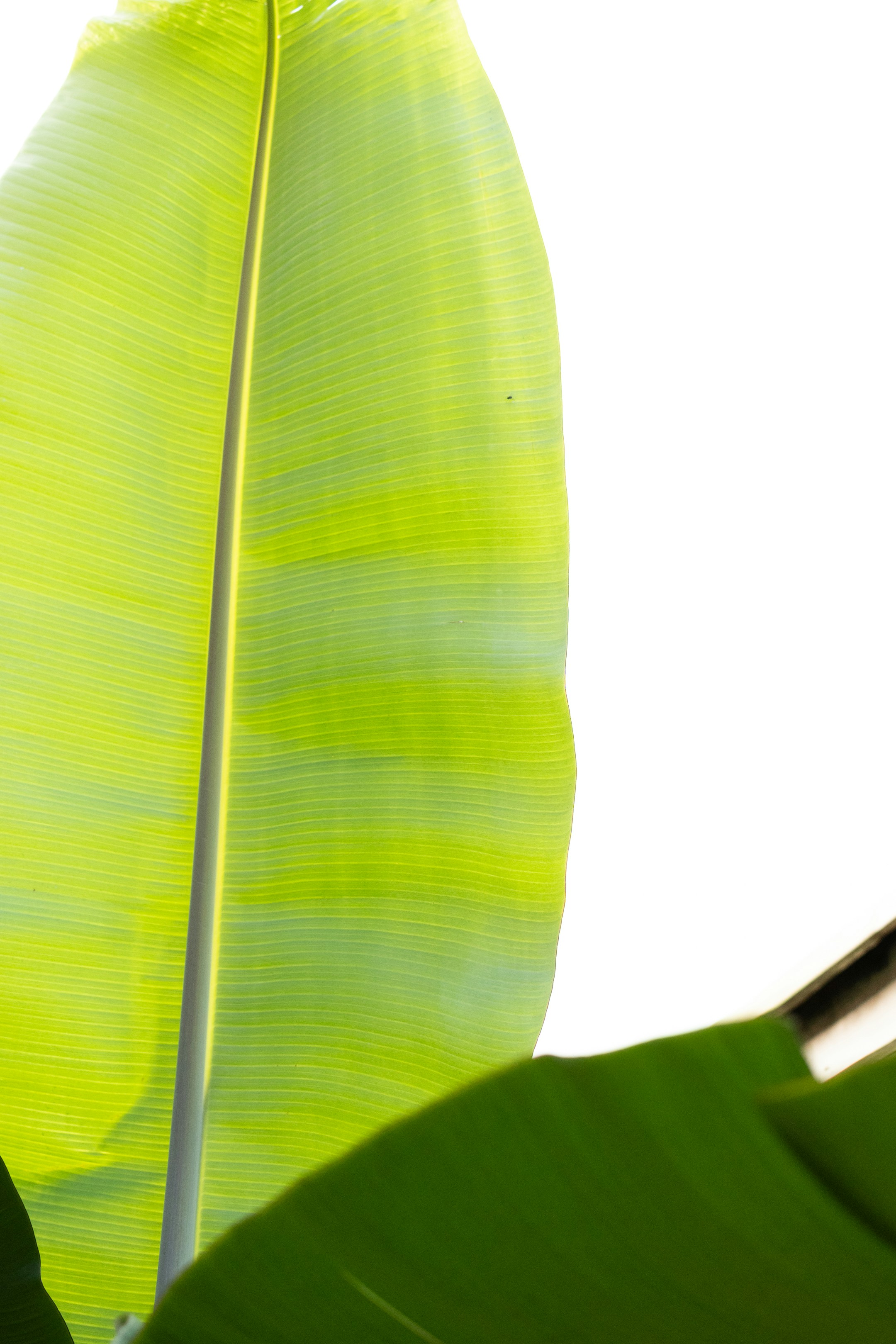 a large green leaf with a white sky in the background
