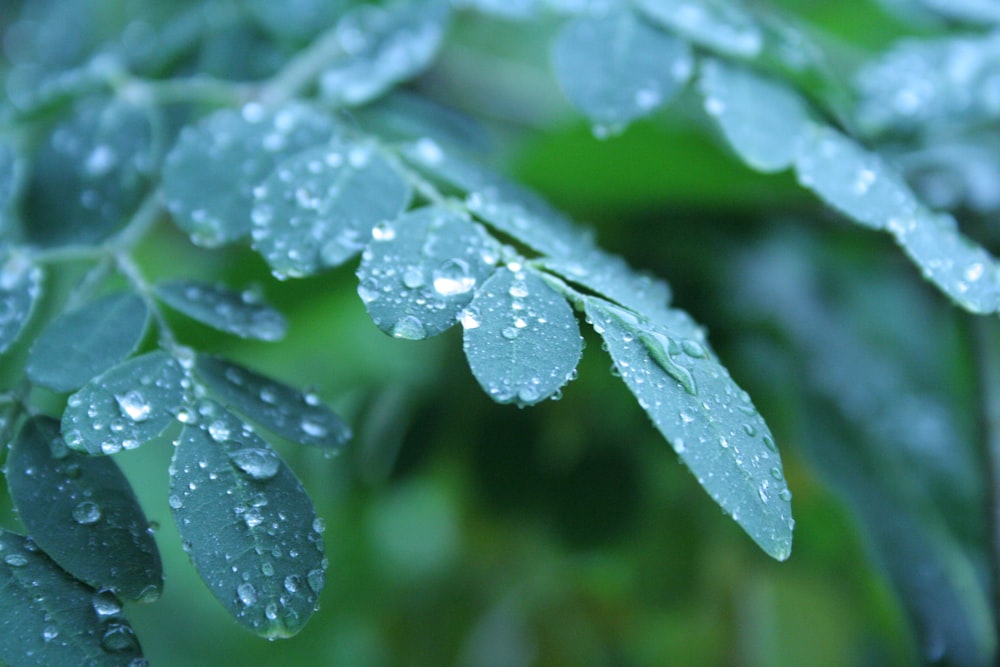 a close up of a green plant with water droplets on it