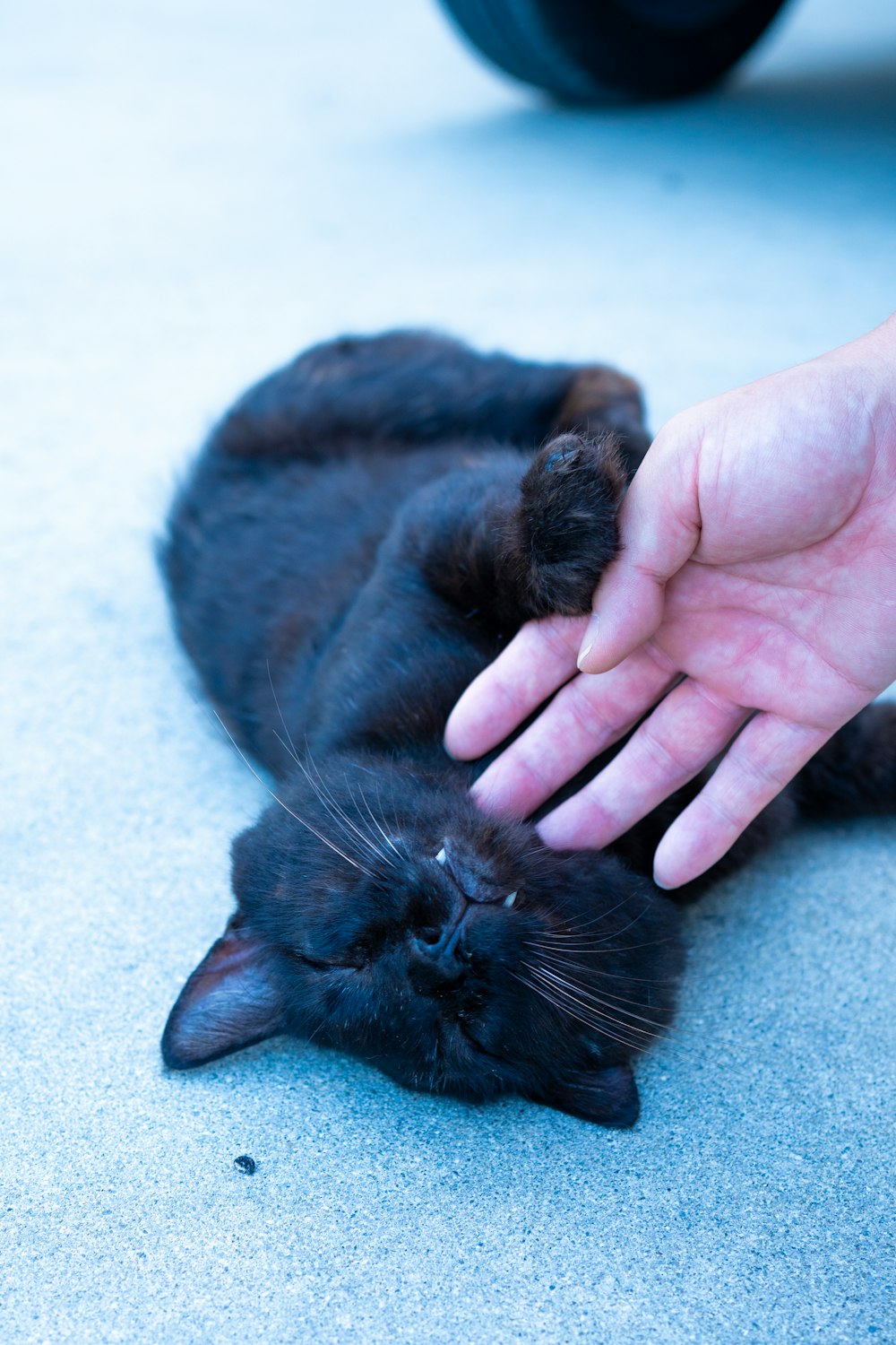 a person petting a black cat on the floor