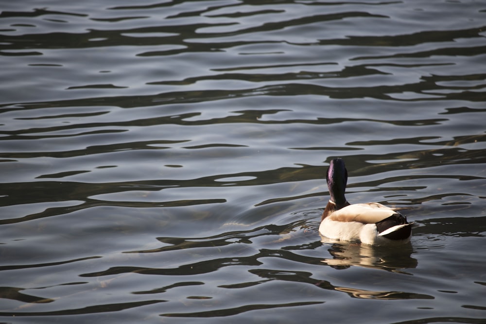 a duck floating on top of a body of water