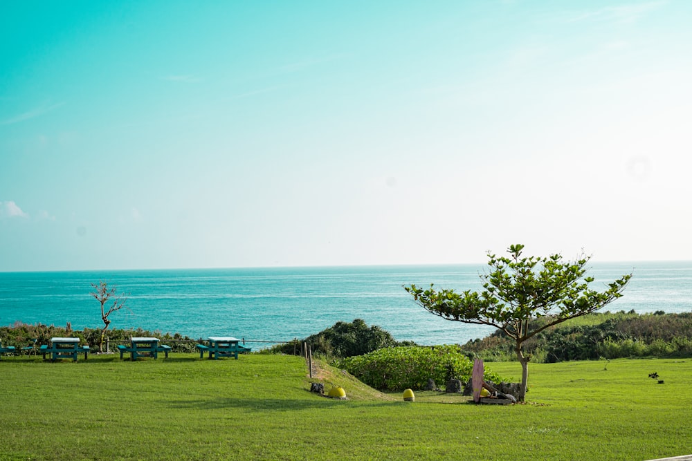 a grassy field with benches and a tree