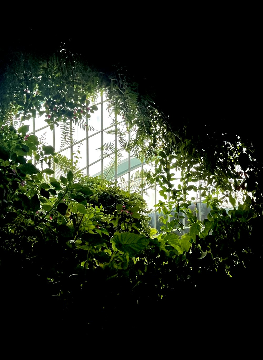 a window in the middle of a lush green forest