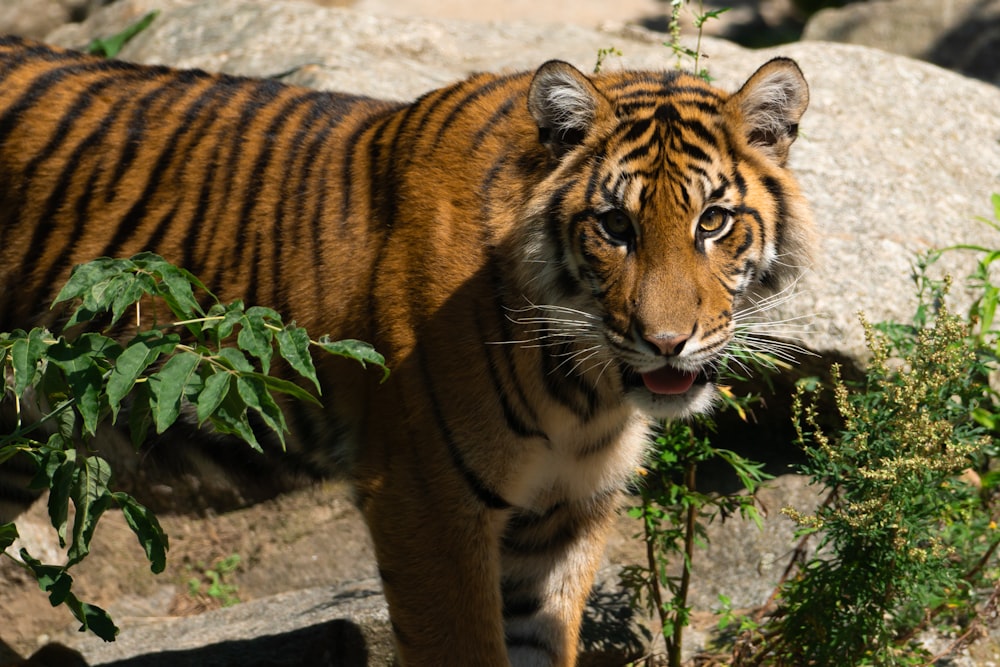 a tiger standing on top of a lush green field