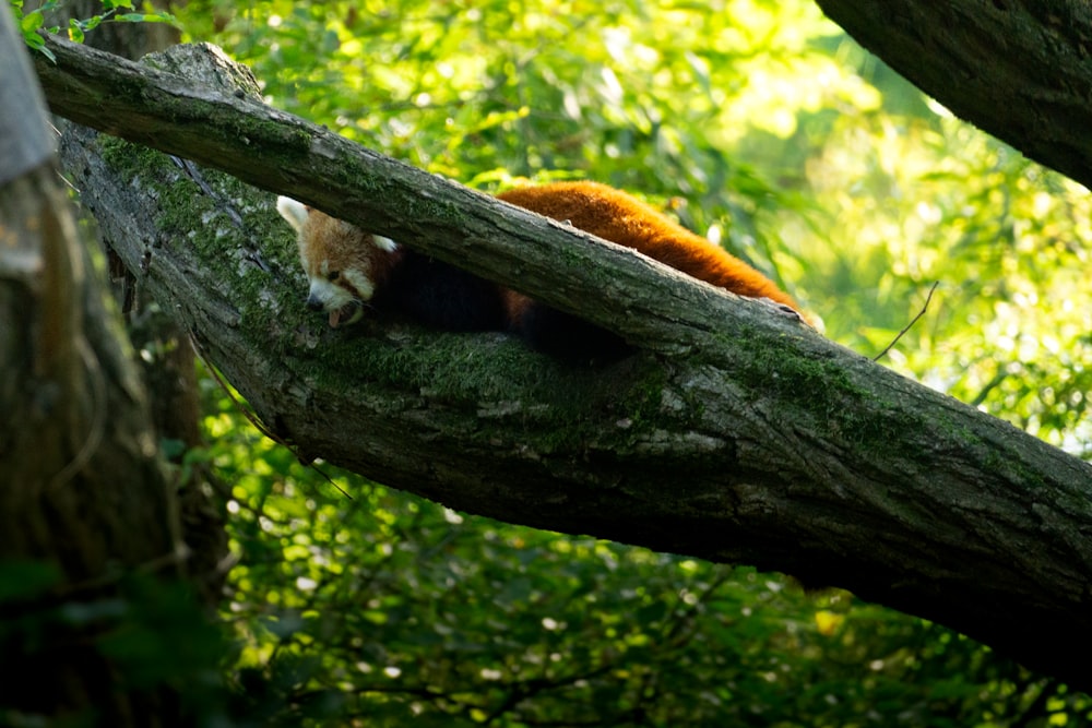 a red panda sleeping in a tree in a forest