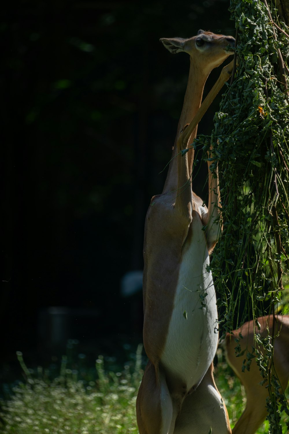 a deer standing on its hind legs eating grass