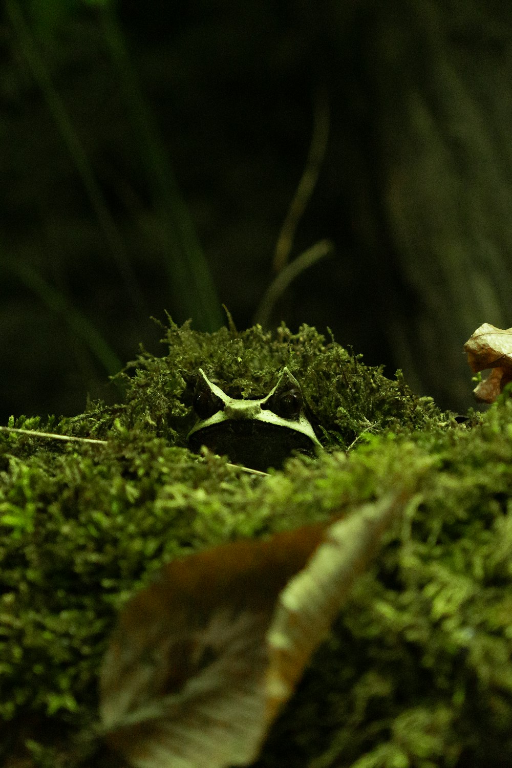 a mushroom sitting on top of a moss covered ground
