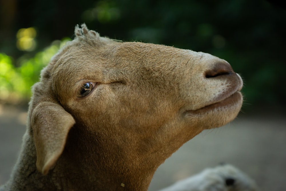 a close up of a sheep with a blurry background