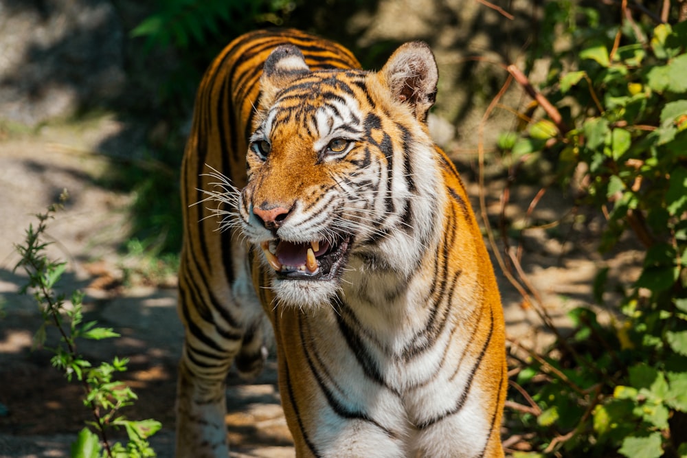 a tiger walking through a forest filled with trees