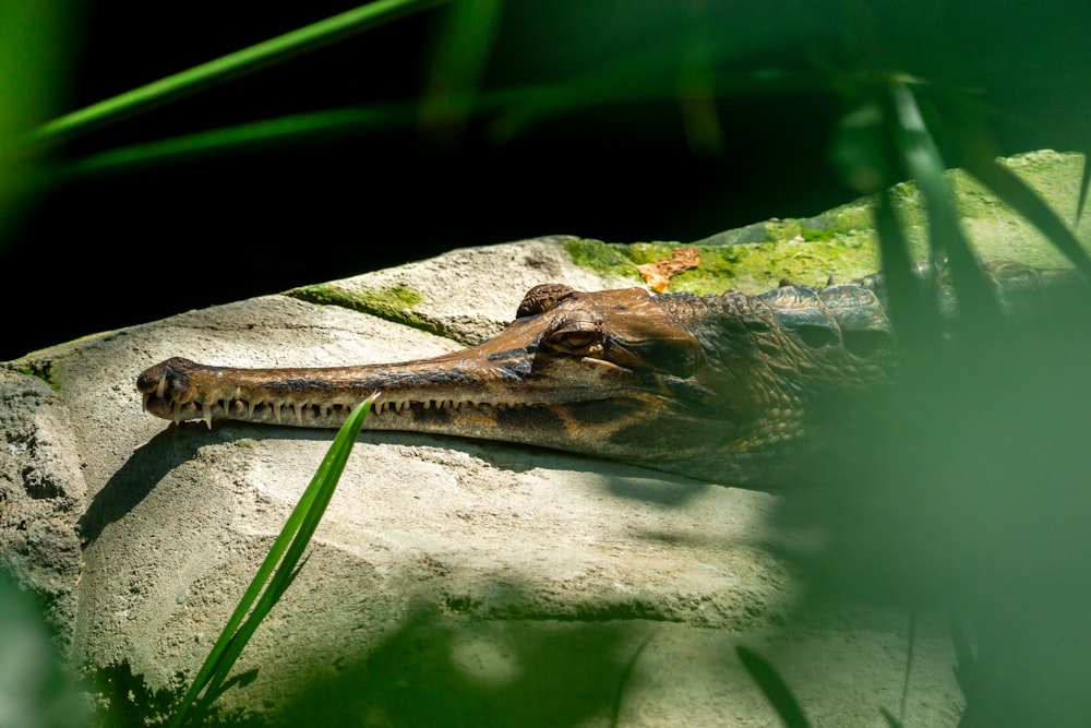 a large alligator laying on top of a rock