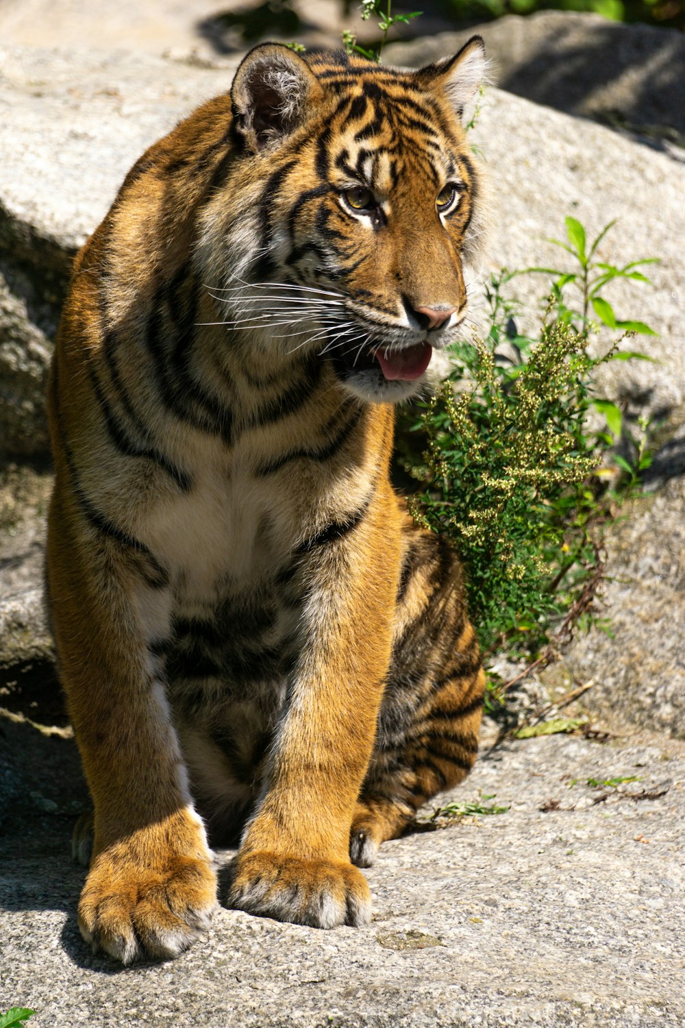 a tiger sitting on a rock with its mouth open