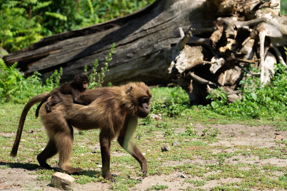 a small monkey walking across a grass covered field