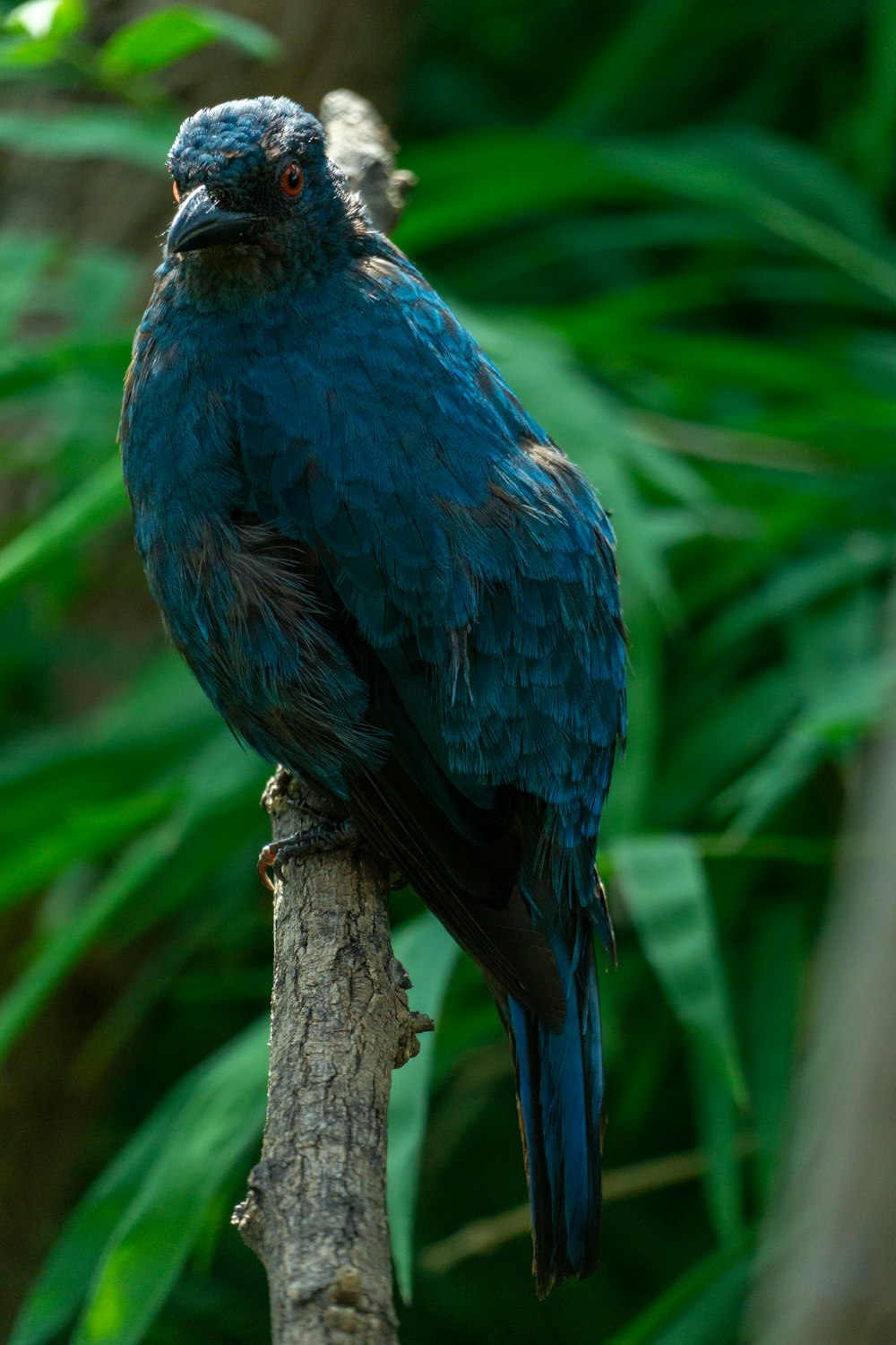 a blue bird sitting on top of a tree branch