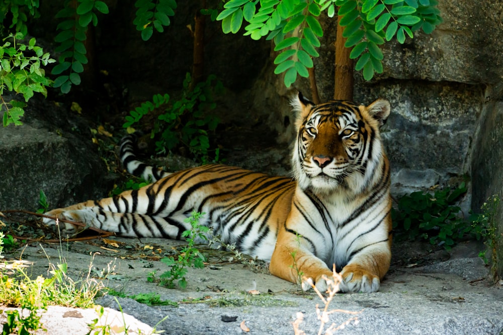 a tiger laying on a rock in a zoo
