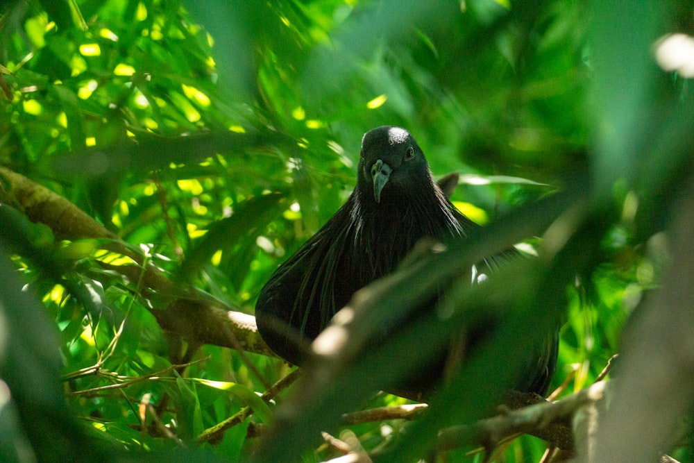a black bird is sitting in a tree