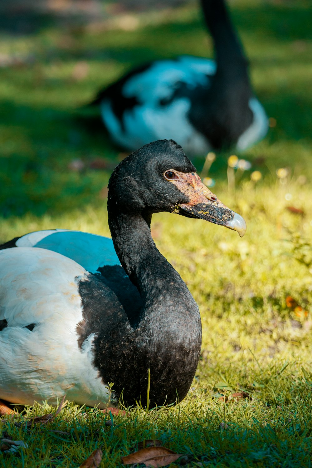 Un couple de canards assis au sommet d’un champ verdoyant