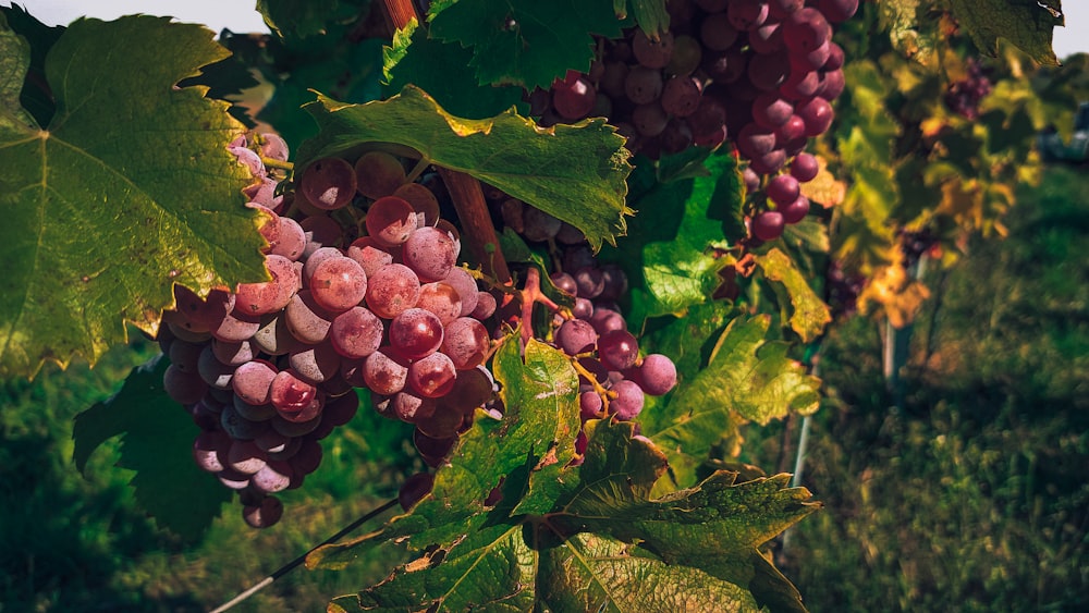 a bunch of grapes hanging from a vine