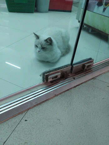 A cozy home interior featuring a white cat flap with optional closure installed on a door.