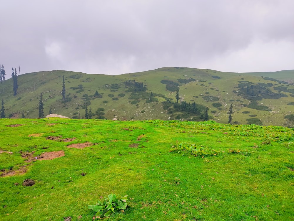 a grassy field with a hill in the background