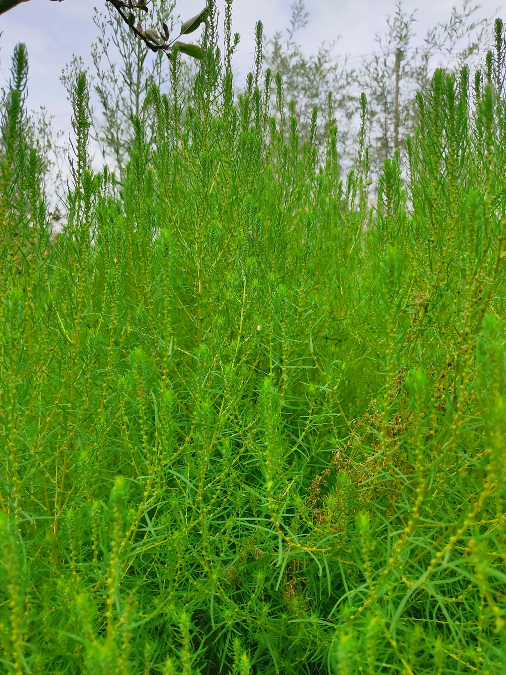 a field full of tall green grass under a cloudy sky