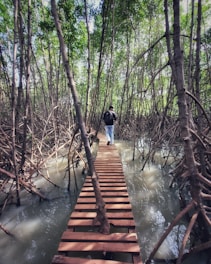 A person walks along a narrow wooden boardwalk surrounded by dense mangrove trees. The boardwalk is elevated above the water, which is reflecting light, creating a serene and mysterious atmosphere. Tall mangrove roots and branches extend upwards and outwards, casting shadows.