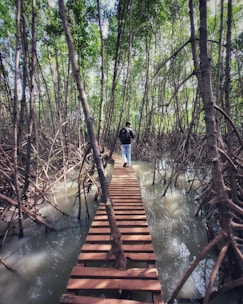 A person walks along a narrow wooden boardwalk surrounded by dense mangrove trees. The boardwalk is elevated above the water, which is reflecting light, creating a serene and mysterious atmosphere. Tall mangrove roots and branches extend upwards and outwards, casting shadows.