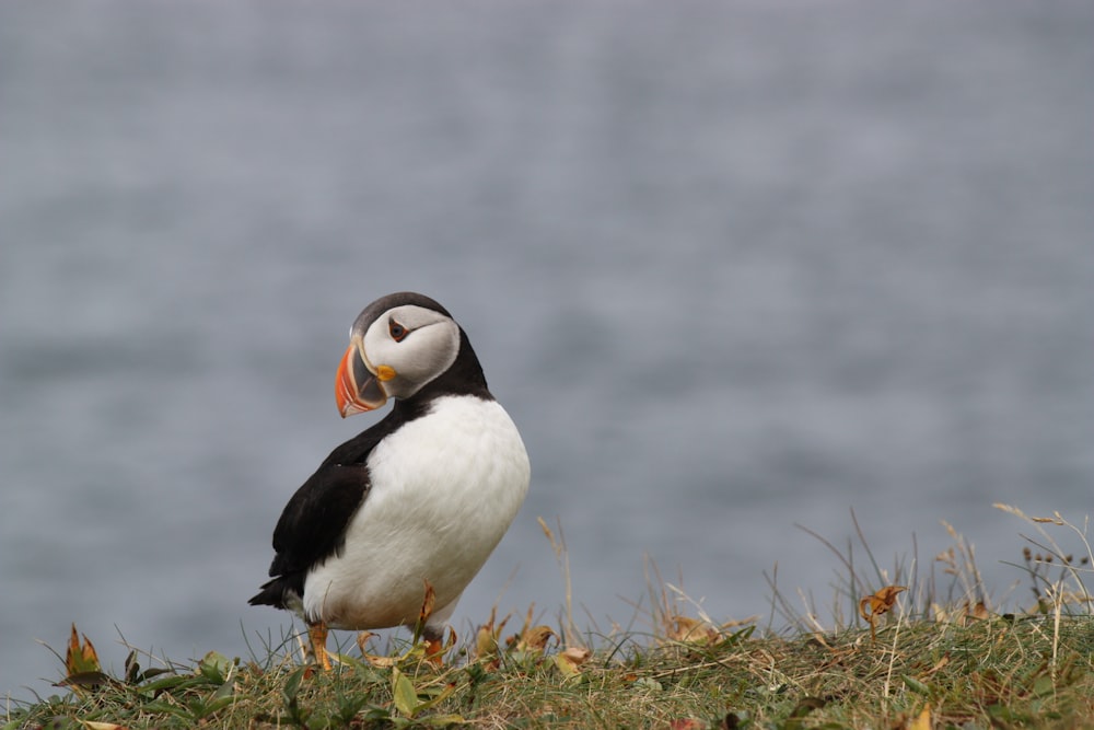 a black and white bird standing on top of a grass covered hill