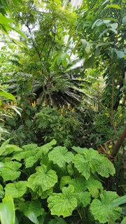 Colorful flowering plants and medicinal herbs flourishing alongside chandan saplings.
