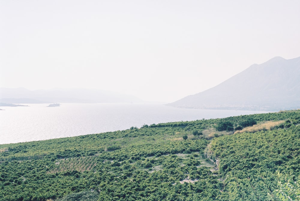 una vista di una collina verde lussureggiante accanto a uno specchio d'acqua