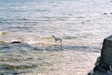 A Dalmatian dog stands on a rocky shore, with clear, gentle waves of a large body of water around it. The scene is serene, and the light suggests a sunny day.