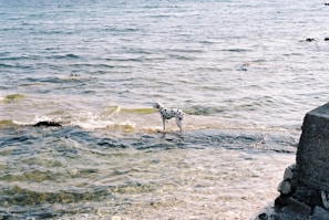 A Dalmatian dog stands on a rocky shore, with clear, gentle waves of a large body of water around it. The scene is serene, and the light suggests a sunny day.