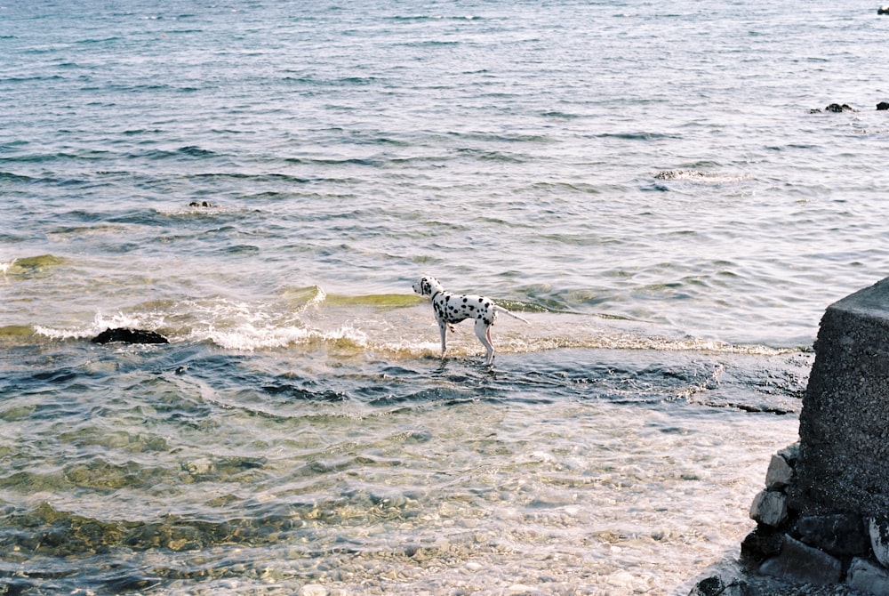 Un cane in piedi sulla cima di uno specchio d'acqua