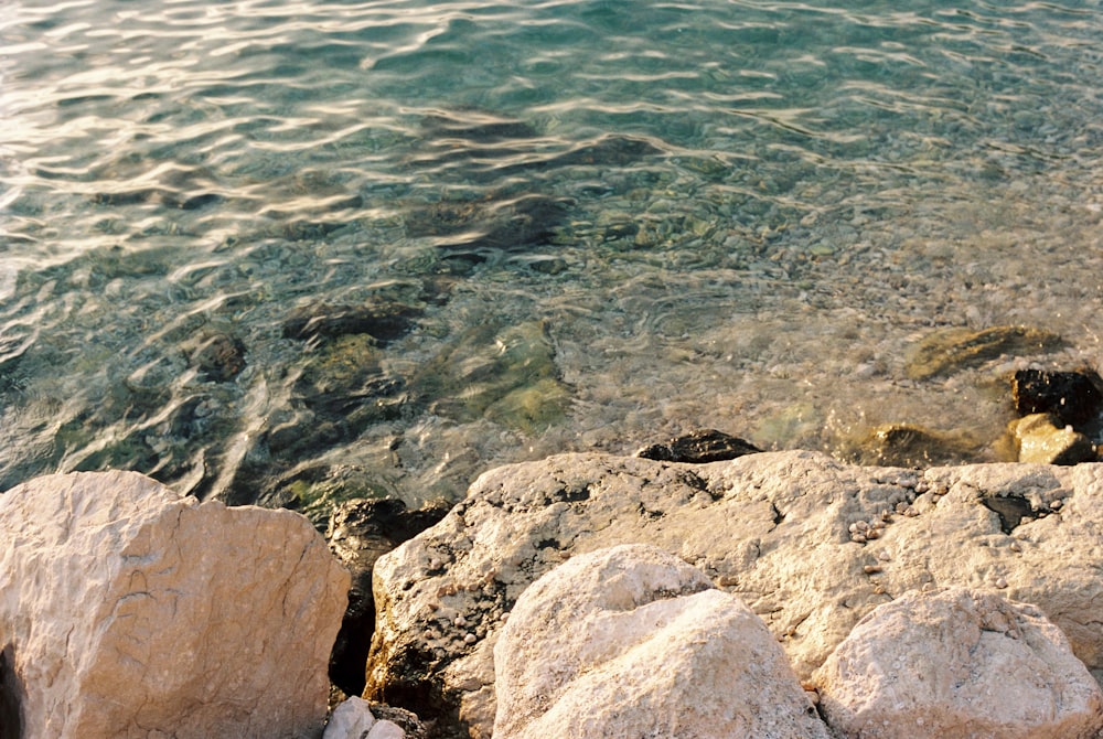 a bird is sitting on a rock near the water