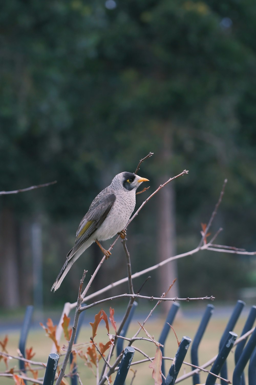 a small bird perched on a branch of a tree