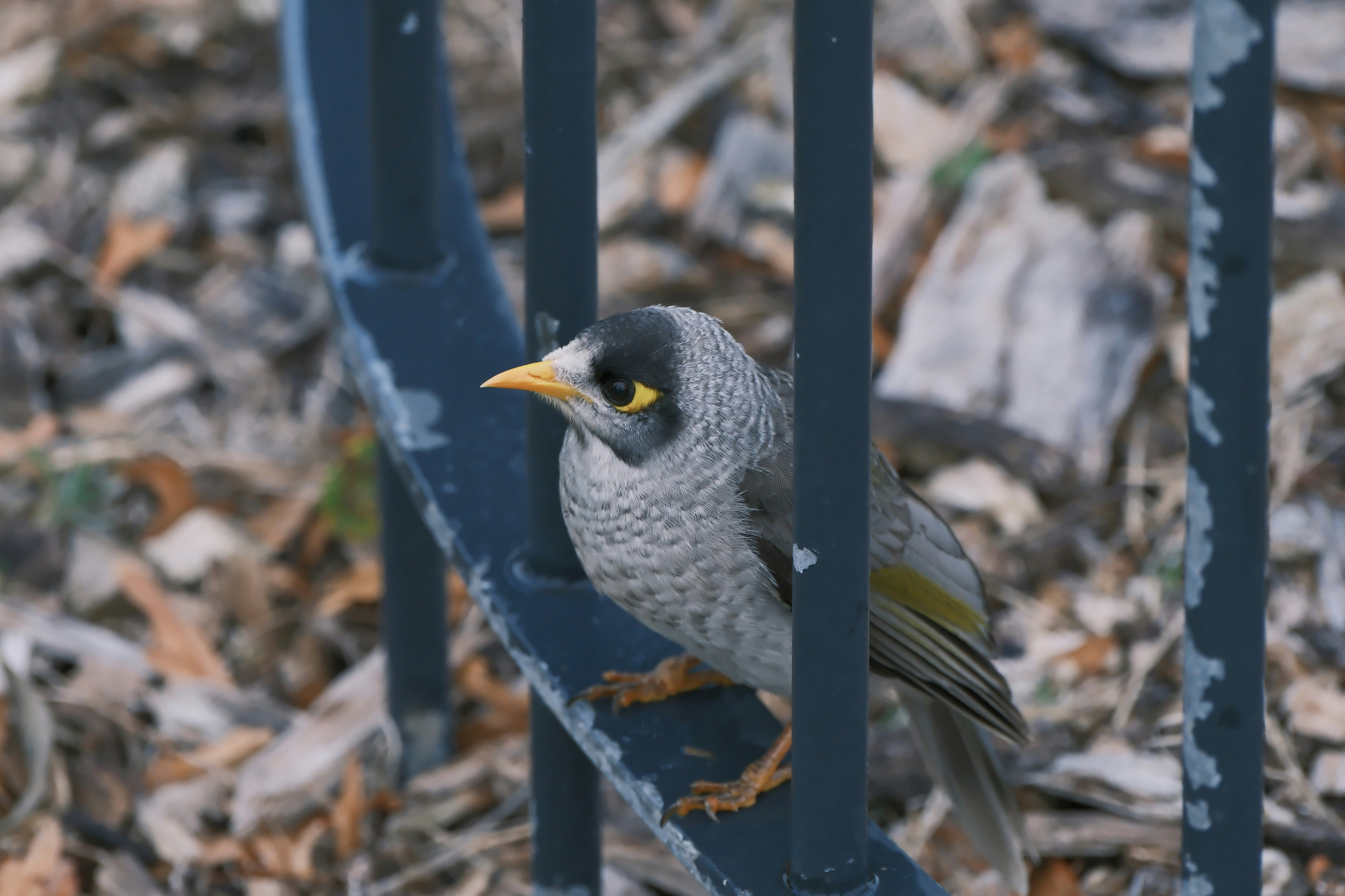 Stop image for Pet-Friendly Nashville Loop on 2 Wheels: 3-Day Motorcycle Escape - a small bird sitting on top of a metal fence -  in Southeast USA - Photo by Craig Wang on Unsplash