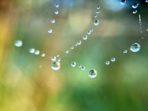 A close-up view of dewdrops delicately suspended on a spider web. The background is softly blurred with shades of green and hints of blue, providing a serene and ethereal feel. The droplets are crystal clear, reflecting light and suggesting a fresh morning scene.