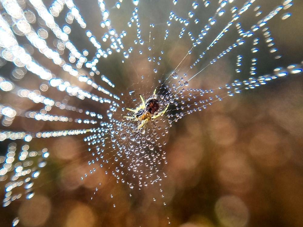 a close up of a spider web with water droplets