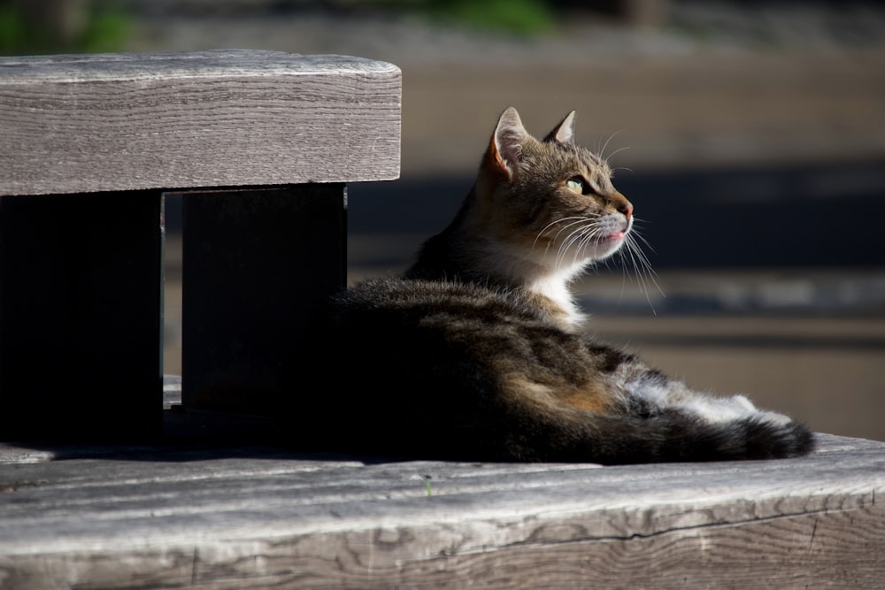 a cat is sitting on a wooden bench