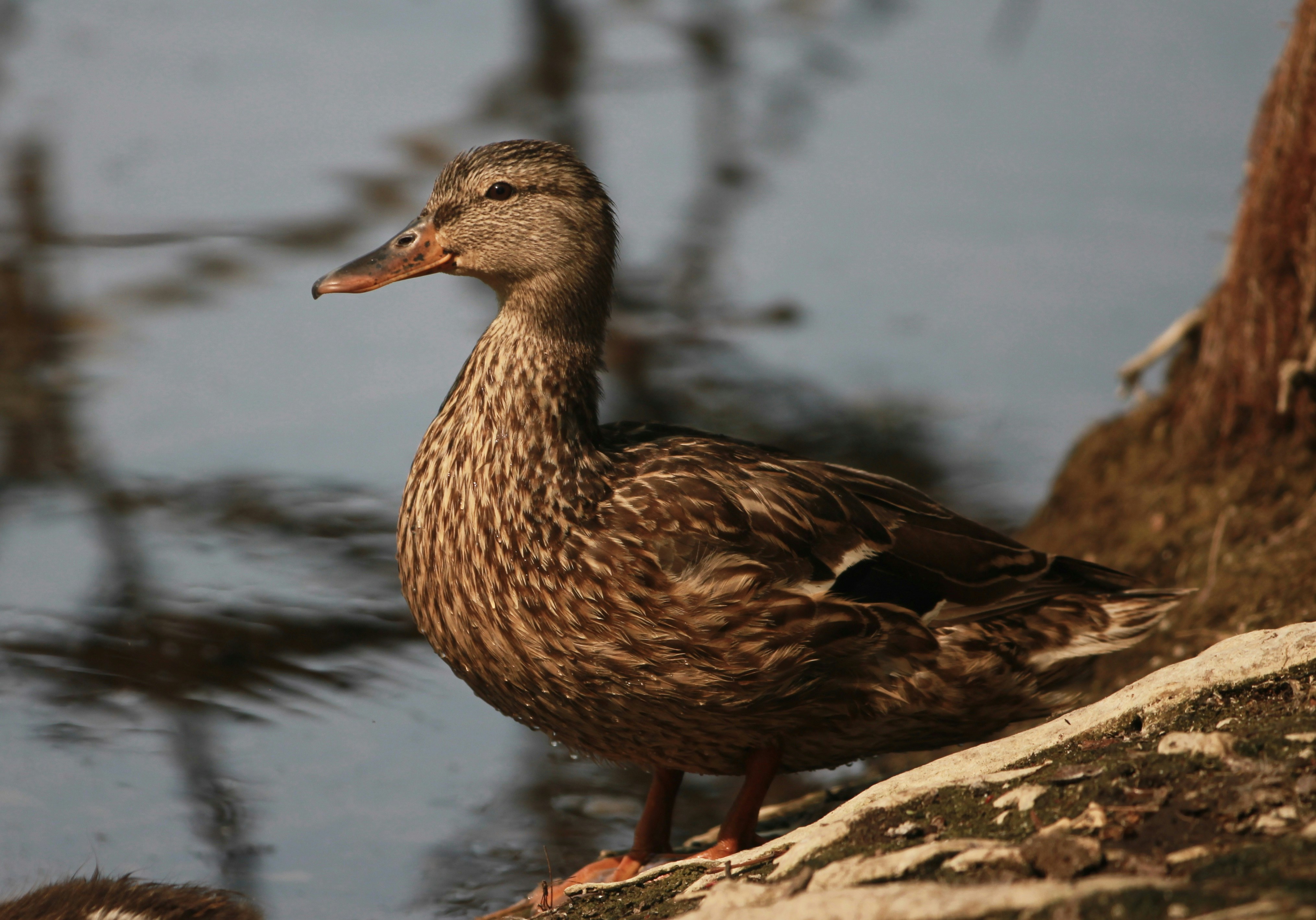 Photo by frontiersman