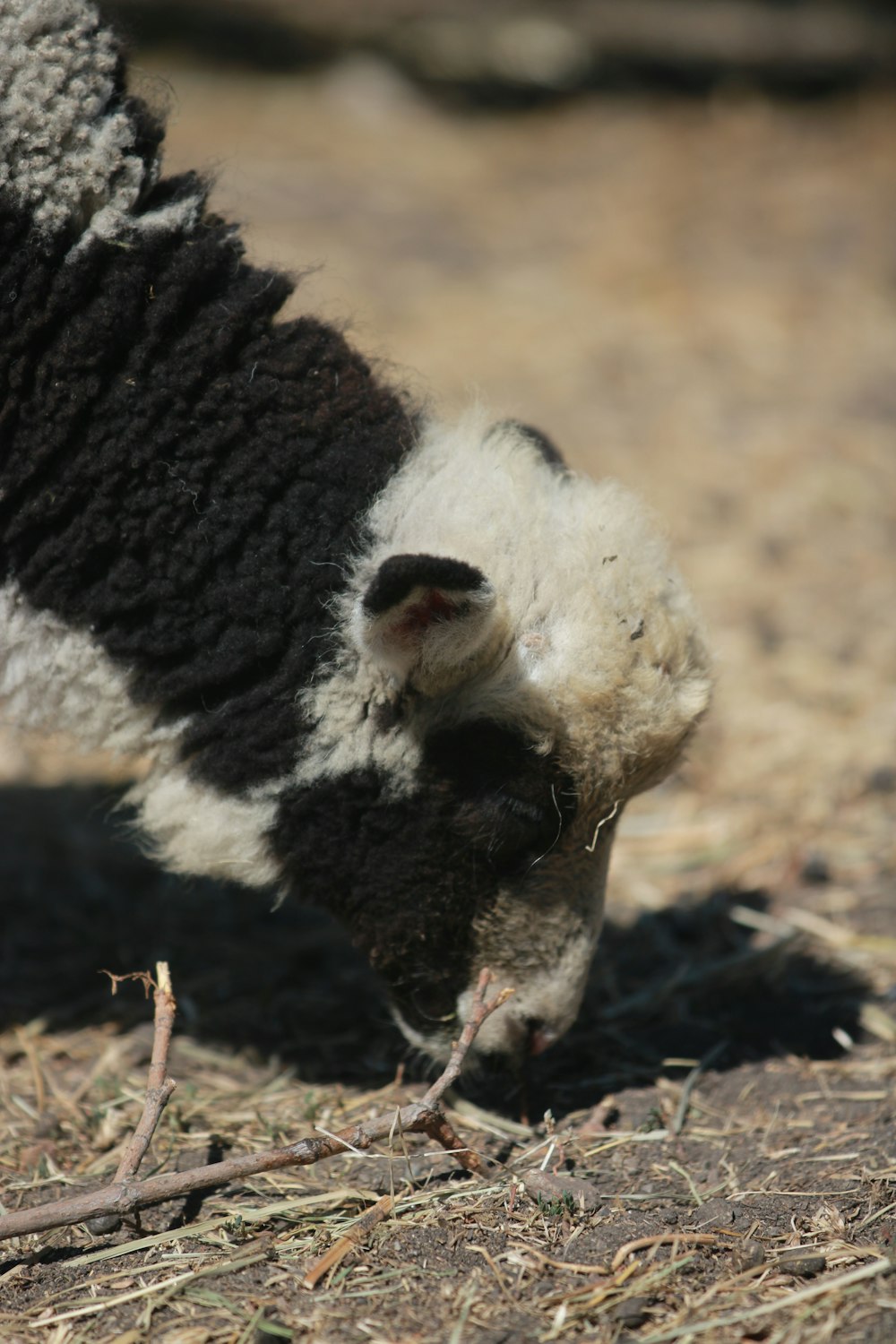 a black and white sheep eating grass on the ground