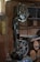 A workshop featuring a band saw machine with a large wheel and a cutting table. The workshop has wooden walls and shelves filled with tools and materials. There are circular wooden logs on the floor and various items scattered on the shelves in the background.