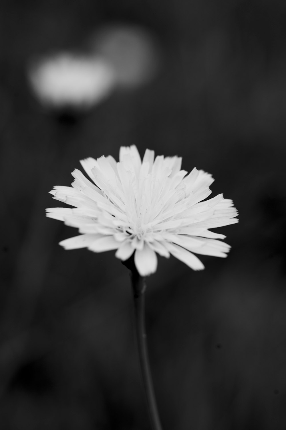 a black and white photo of a flower