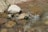 Fresh flowing water over smooth stones in a natural river setting.