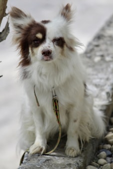 A small dog with fluffy fur, predominantly white with brown patches, sits on a stone ledge. The dog's ears are perked up, and a multicolored leash is attached to its collar. The background features pebbles scattered on the ground.
