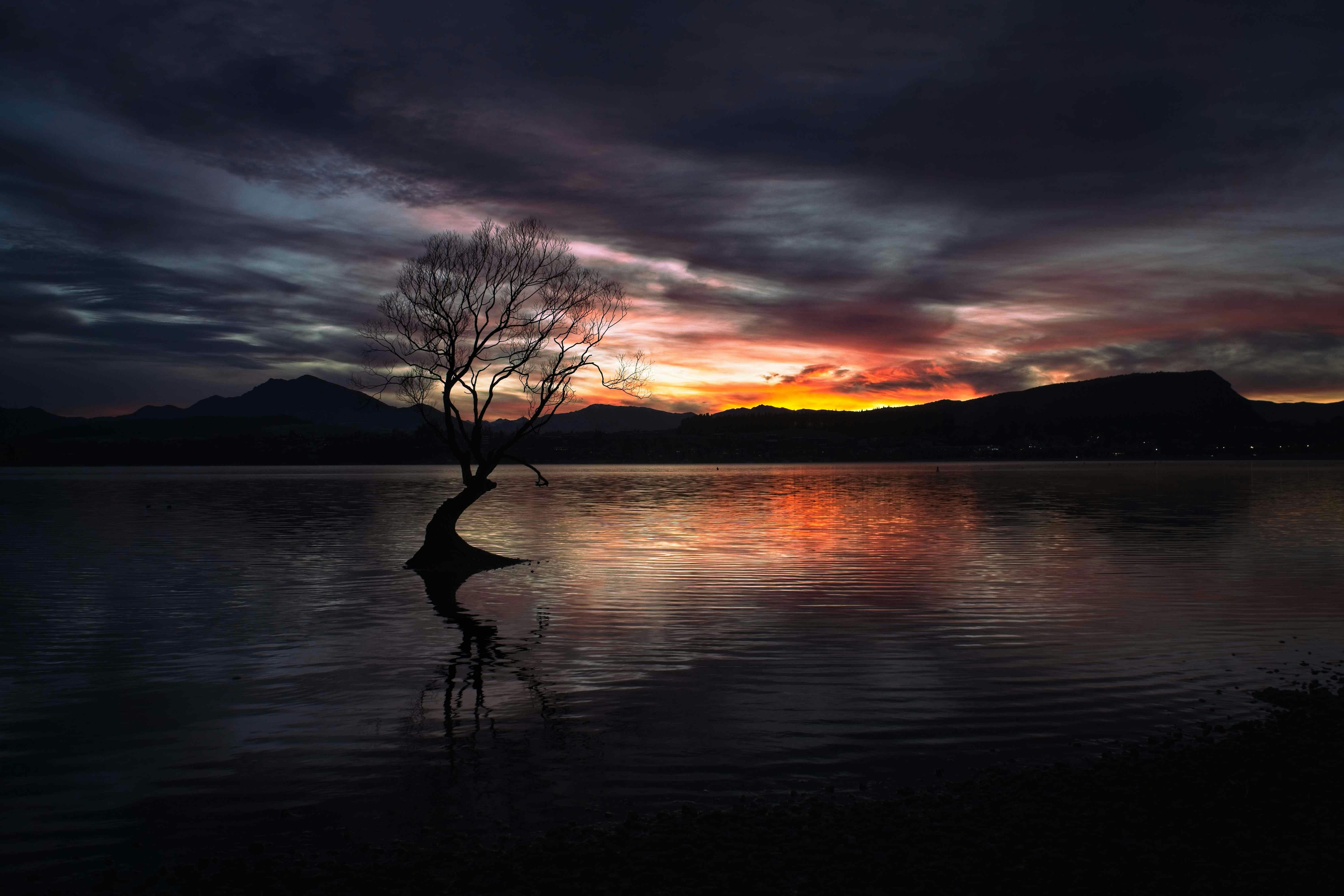 a tree that is standing in the water