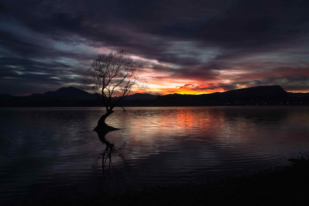 a tree that is standing in the water