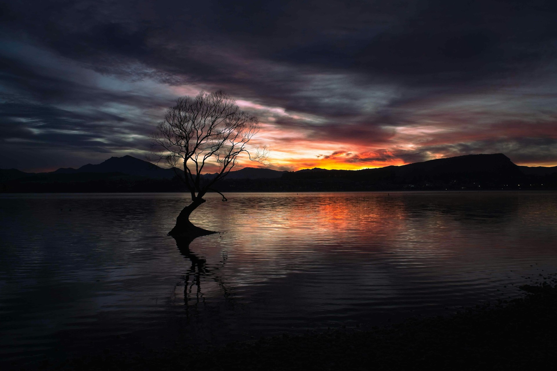 a tree that is standing in the water