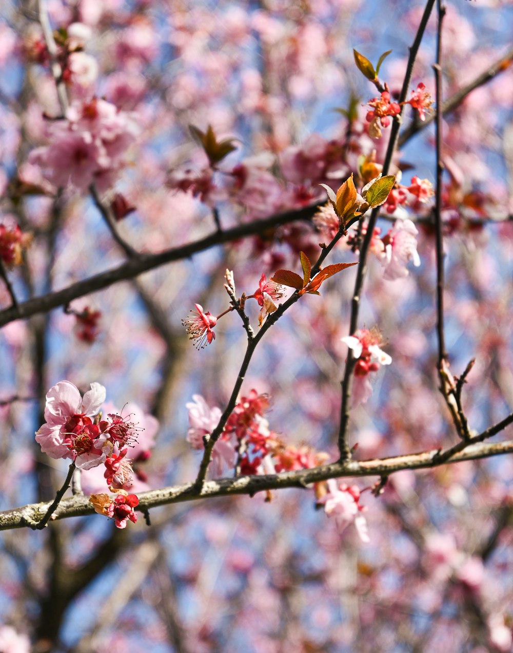 a branch of a tree with pink flowers