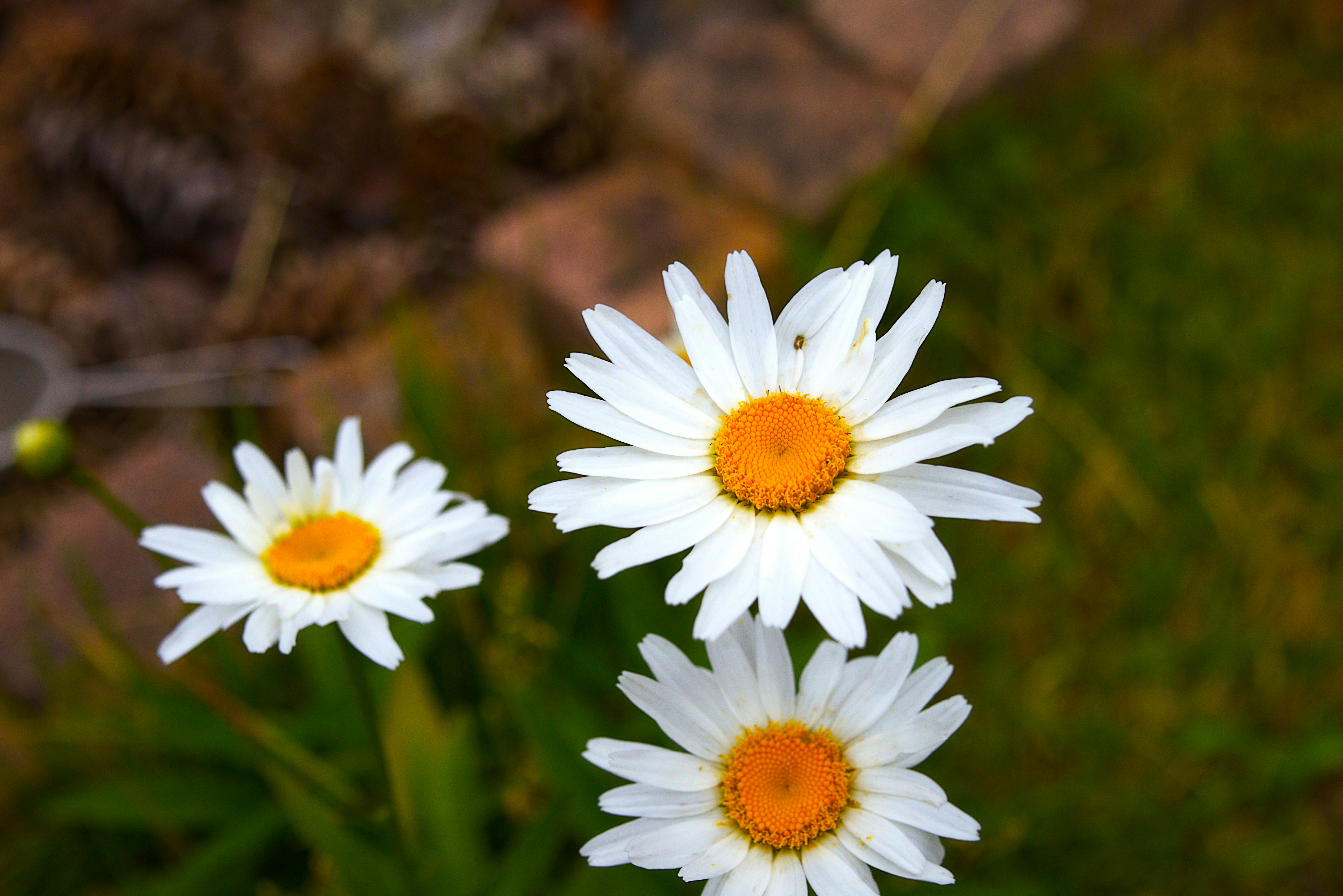 A group of daisies in a field of grass photo Free Flower Image on